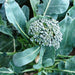 Waltham 29, Broccoli, - BoxGardenSeedsLLC -Broccoli,Cauliflower - Seeds