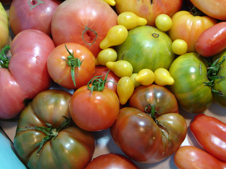 - BoxGardenSeedsLLC - Super Surprise Mix, Tomato, - Tomatoes,Tomatillos - Seeds