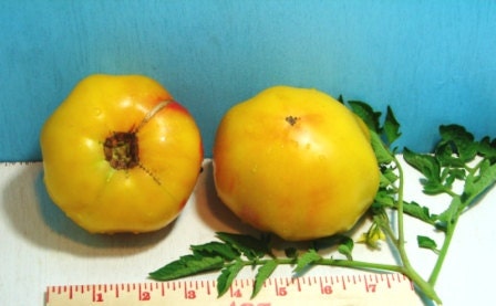 Pineapple Heirloom Tomato Seed Non-GMO - 30+ Seeds Grown To Organic Standards Open Pollinated Gardening - BoxGardenSeedsLLC -Tomatoes,Tomatillos - Seeds