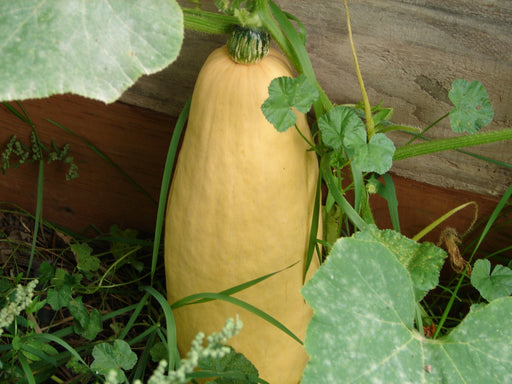 Jumbo Pink Banana, Winter Squash, - BoxGardenSeedsLLC -Squash,Pumpkins - Seeds