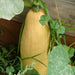 Jumbo Pink Banana, Winter Squash, - BoxGardenSeedsLLC -Squash,Pumpkins - Seeds