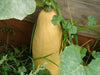 Jumbo Pink Banana, Winter Squash, -- BoxGardenSeedsLLC -Squash,Pumpkins - Seeds