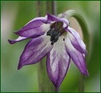copy Jalapeno Purple Hot Pepper - BoxGardenSeedsLLC -Peppers,Eggplants - Seeds