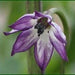 copy Jalapeno Purple Hot Pepper - BoxGardenSeedsLLC -Peppers,Eggplants - Seeds