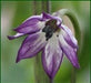 Jalapeno Purple, Hot Pepper - BoxGardenSeedsLLC - Peppers,Eggplants - Seeds - Thank you so much for shopping here today, Fresh Heirloom Vegetable Seeds, Naturally Grown Open Pollinated, More Seeds for Your Money, More Fresh Seeds Per Packet, USA Seller, Thank you for shopping here today, Naturally Grown GMO Free Seeds, Heirloom Open Pollinated Seeds, Fresh Top Quality Premium Seeds