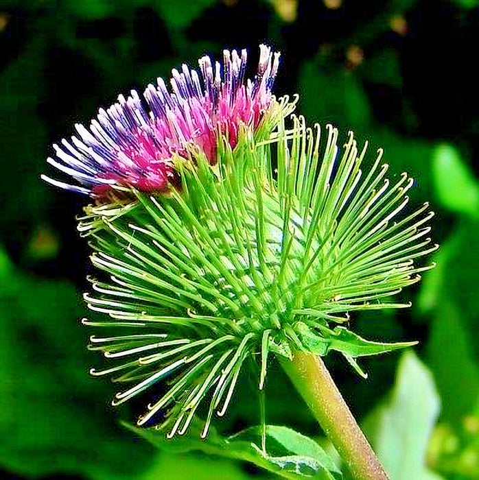 Watanabe Early, Burdock (Gobo), - BoxGardenSeedsLLC -Culinary/Medicinal Herbs - Seeds