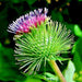 Ha Gobo, Burdock (Gobo), -- BoxGardenSeedsLLC -Culinary/Medicinal Herbs - Seeds