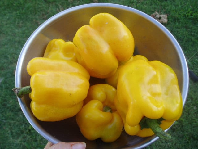 Golden Cal Wonder, Sweet Bell Pepper - BoxGardenSeedsLLC - Peppers,Eggplants - Seeds - USA Seller, Thank you for shopping here today, Naturally Grown GMO Free Seeds, Heirloom Open Pollinated Seeds, Fresh Top Quality Premium Seeds