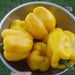 Golden Cal Wonder, Sweet Bell Pepper, - BoxGardenSeedsLLC -Peppers,Eggplants - Seeds