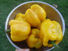 Golden Cal Wonder, Sweet Bell Pepper, -- BoxGardenSeedsLLC -Peppers,Eggplants - Seeds