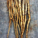 Chiko, Burdock (Gobo) - BoxGardenSeedsLLC -Culinary/Medicinal Herbs - Seeds