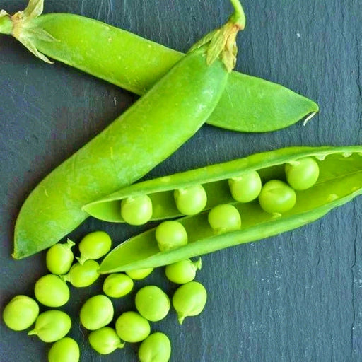 - BoxGardenSeedsLLC - Thomas Laxton, Peas, - Peas - Seeds
