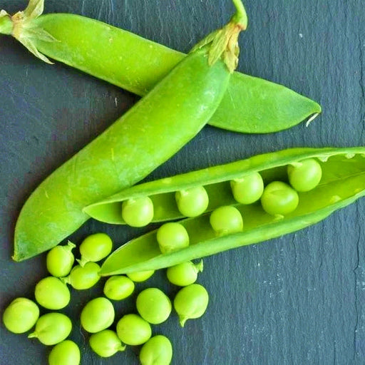 Thomas Laxton, Peas, - BoxGardenSeedsLLC -Abundant Stock SALE - Seeds