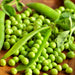 Thomas Laxton, Peas, - BoxGardenSeedsLLC -Abundant Stock SALE - Seeds