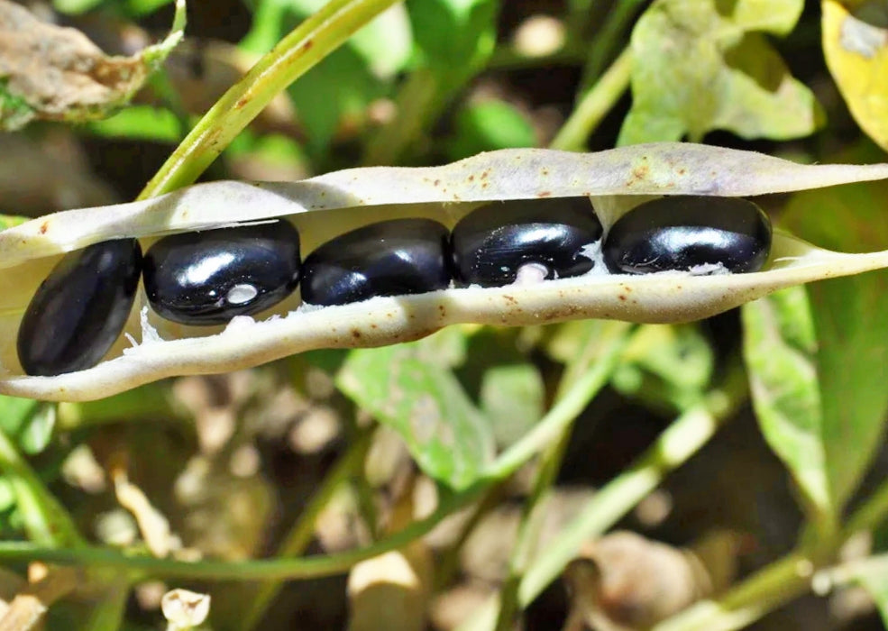 Hopi Black, Dry Bush Beans, -- BoxGardenSeedsLLC -Beans / Dry Beans - Seeds