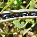 Hopi Black, Dry Bush Beans, - BoxGardenSeedsLLC -Beans / Dry Beans - Seeds