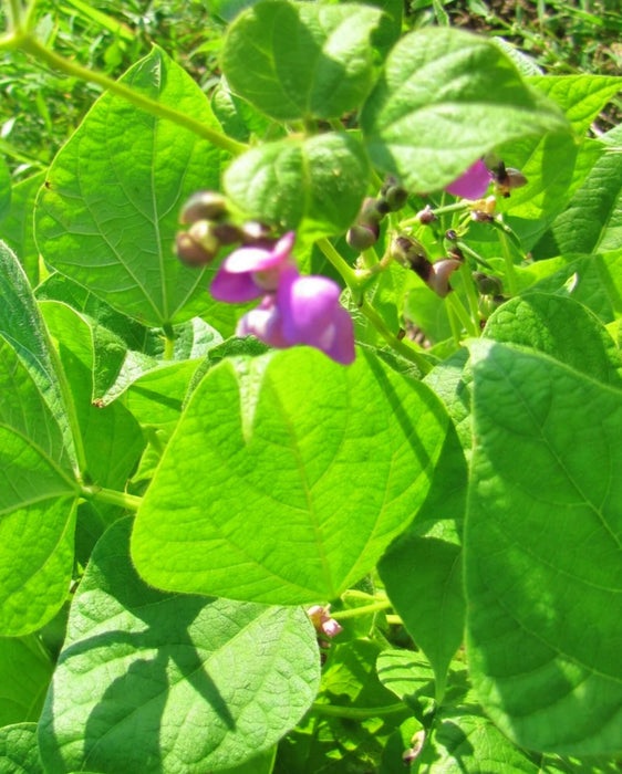 Hopi Black, Dry Bush Beans, -- BoxGardenSeedsLLC -Beans / Dry Beans - Seeds