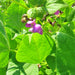 Hopi Black, Dry Bush Beans, - BoxGardenSeedsLLC -Beans / Dry Beans - Seeds