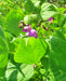 Hopi Black, Dry Bush Beans, -- BoxGardenSeedsLLC -Beans / Dry Beans - Seeds