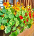 Edible Wildflower, Seed Mix, -- BoxGardenSeedsLLC -Gourmet/Native Greens - Seeds