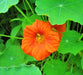 Edible Wildflower, Seed Mix, -- BoxGardenSeedsLLC -Gourmet/Native Greens - Seeds