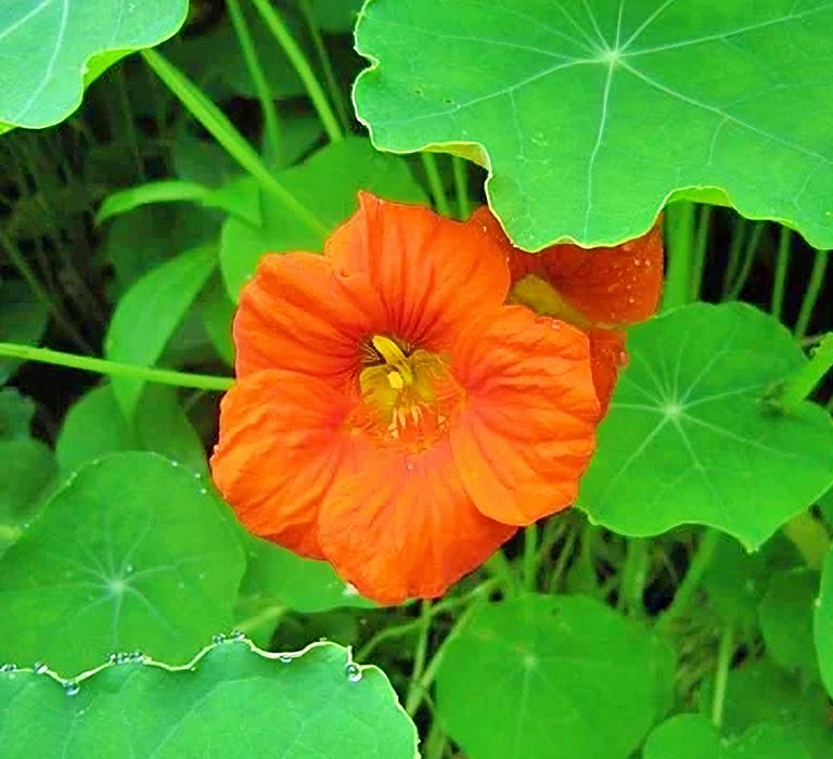 Edible Wildflower, Seed Mix - BoxGardenSeedsLLC - Gourmet/Native Greens - Seeds - USA Seller, Thank you for shopping here today, Naturally Grown GMO Free Seeds, Heirloom Open Pollinated Seeds, Fresh Top Quality Premium Seeds