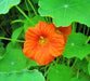 Edible Wildflower, Seed Mix - BoxGardenSeedsLLC - Gourmet/Native Greens - Seeds - USA Seller, Thank you for shopping here today, Naturally Grown GMO Free Seeds, Heirloom Open Pollinated Seeds, Fresh Top Quality Premium Seeds