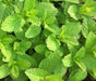 - BoxGardenSeedsLLC - Mojito Mint, Culinary & Medicinal Herbs, - Culinary/Medicinal Herbs - Seeds
