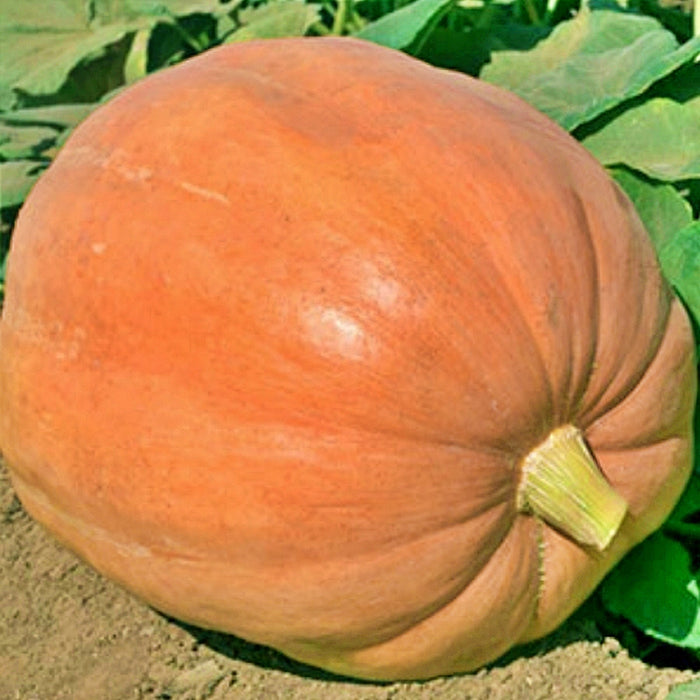 Mammoth Gold, Pumpkin, -- BoxGardenSeedsLLC -Squash,Pumpkins - Seeds