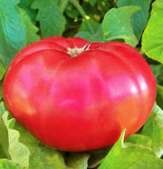 Giant Pink Belgium, Tomato - BoxGardenSeedsLLC - Tomatoes,Tomatillos - Seeds - 