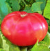 Giant Pink Belgium, Tomato, -- BoxGardenSeedsLLC -Tomatoes,Tomatillos - Seeds