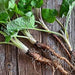 Watanabe Early, Burdock (Gobo), -- BoxGardenSeedsLLC -Culinary/Medicinal Herbs - Seeds