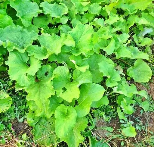 Watanabe Early, Burdock (Gobo), - BoxGardenSeedsLLC -Culinary/Medicinal Herbs - Seeds