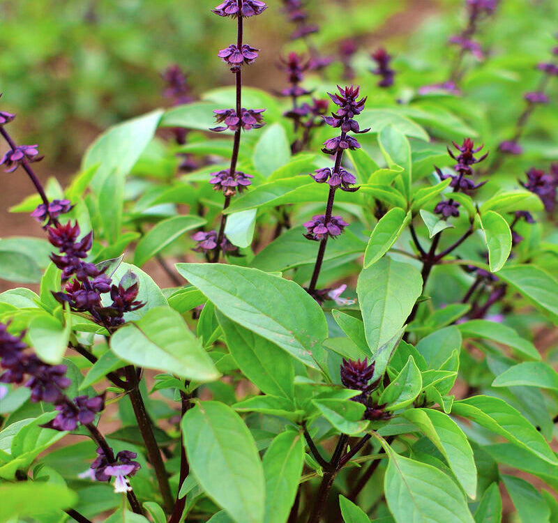 Sweet Thai, Basil - BoxGardenSeedsLLC - Culinary/Medicinal Herbs - Seeds - USA Seller, Thank you for shopping here today, Naturally Grown GMO Free Seeds, Heirloom Open Pollinated Seeds, Fresh Top Quality Premium Seeds