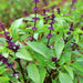 Sweet Thai, Basil, - BoxGardenSeedsLLC -Culinary/Medicinal Herbs - Seeds