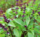 Sweet Thai, Basil, -- BoxGardenSeedsLLC -Culinary/Medicinal Herbs - Seeds