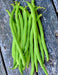 Top Crop, Bush Beans - BoxGardenSeedsLLC - Beans / Dry Beans - Seeds - USA Seller, Thank you for shopping here today, Naturally Grown GMO Free Seeds, Heirloom Open Pollinated Seeds, Fresh Top Quality Premium Seeds
