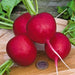 German Giant, Radish, -- BoxGardenSeedsLLC -Radishes - Seeds