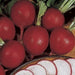 German Giant, Radish, -- BoxGardenSeedsLLC -Radishes - Seeds