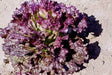 Ruby Red, Lettuce, -- BoxGardenSeedsLLC -Lettuce - Seeds