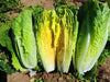 Parris Island Cos, Romaine Lettuce, -- BoxGardenSeedsLLC -Lettuce - Seeds