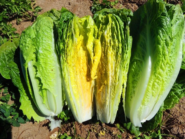 Parris Island Cos, Romaine Lettuce, -- BoxGardenSeedsLLC -Lettuce - Seeds