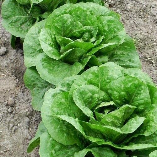 Parris Island Cos, Romaine Lettuce, -- BoxGardenSeedsLLC -Lettuce - Seeds