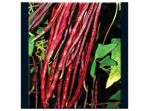 - BoxGardenSeedsLLC - Chinese Red Yard Long Beans, - Beans / Dry Beans - Seeds
