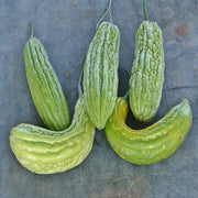 Green Skin, Bitter Melon - BoxGardenSeedsLLC - Squash,Pumpkins - Seeds - 