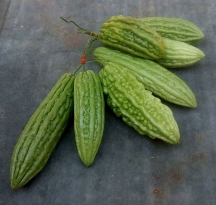 Green Skin Bitter Melon -- BoxGardenSeedsLLC -Squash,Pumpkins - Seeds