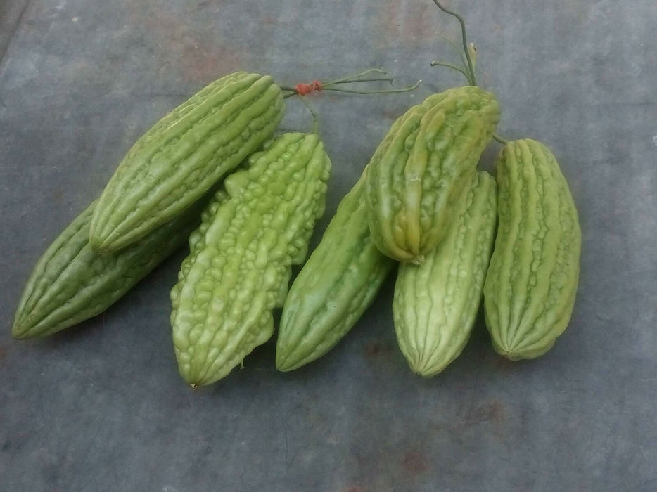 Green Skin, Bitter Melon, - BoxGardenSeedsLLC -Squash,Pumpkins - Seeds