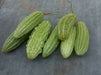 Green Skin Bitter Melon -- BoxGardenSeedsLLC -Squash,Pumpkins - Seeds