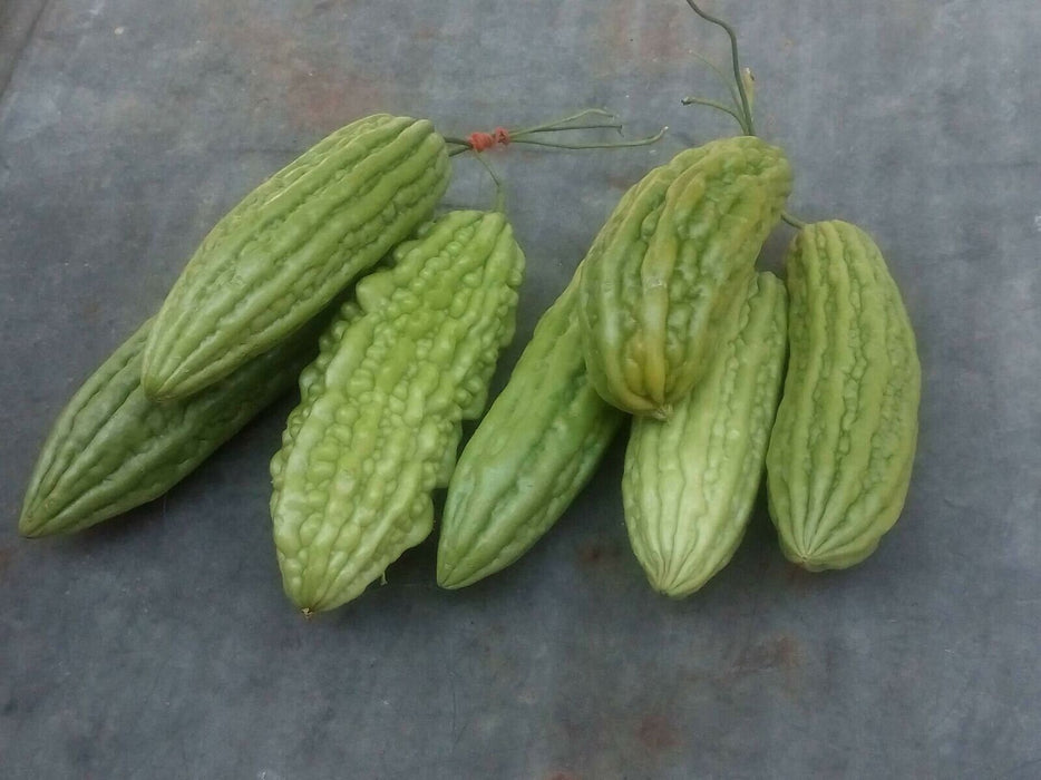 Green Skin Bitter Melon -- BoxGardenSeedsLLC -Squash,Pumpkins - Seeds