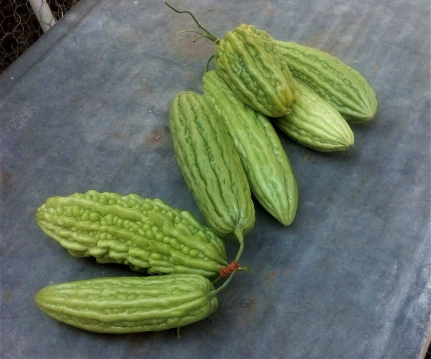 Green Skin, Bitter Melon, - BoxGardenSeedsLLC -Squash,Pumpkins - Seeds